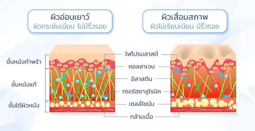 ไฮยาลูรอน Hyaluronic Acid