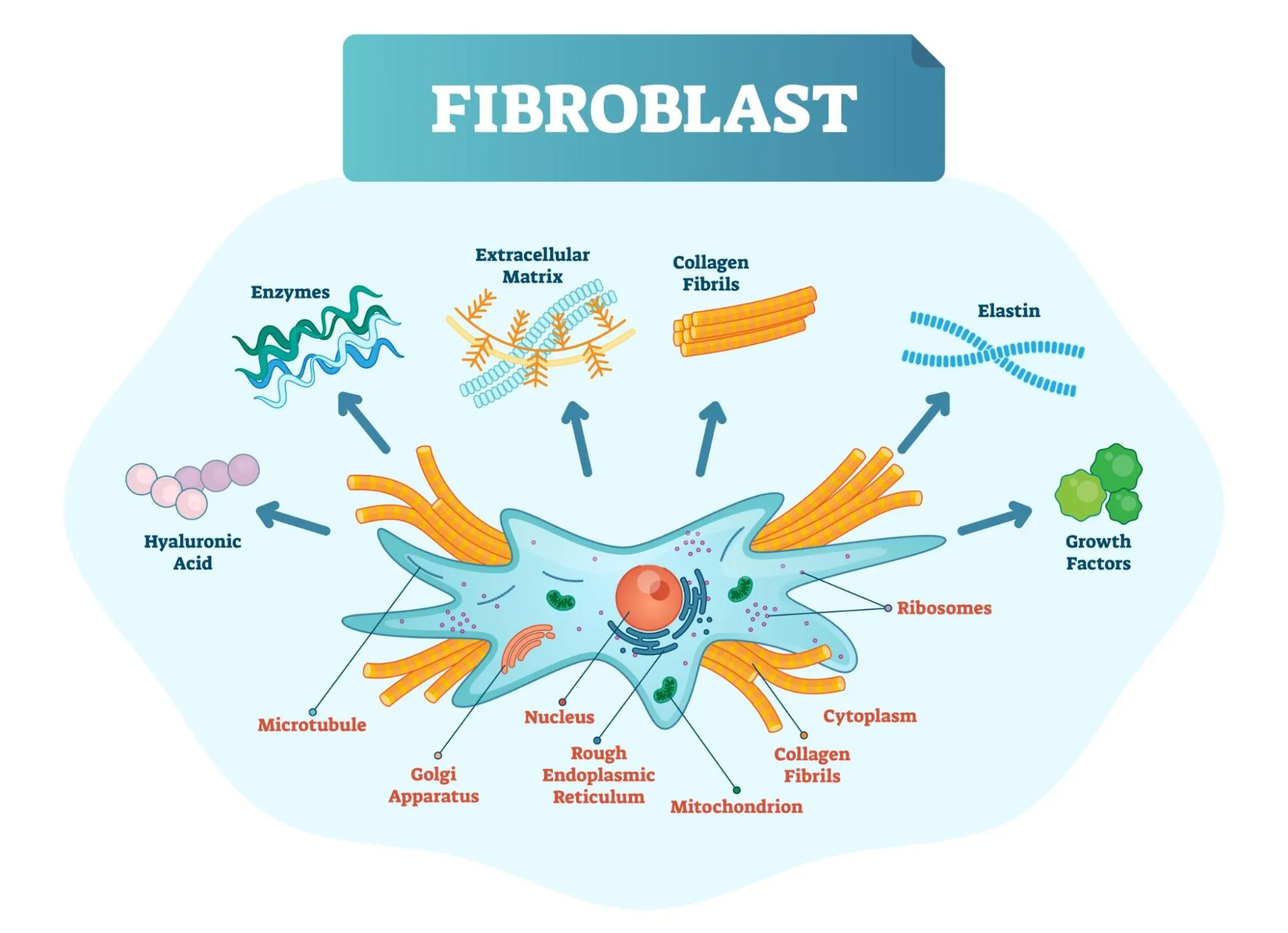 ส่วนประกอบภายใน Fibroblast
