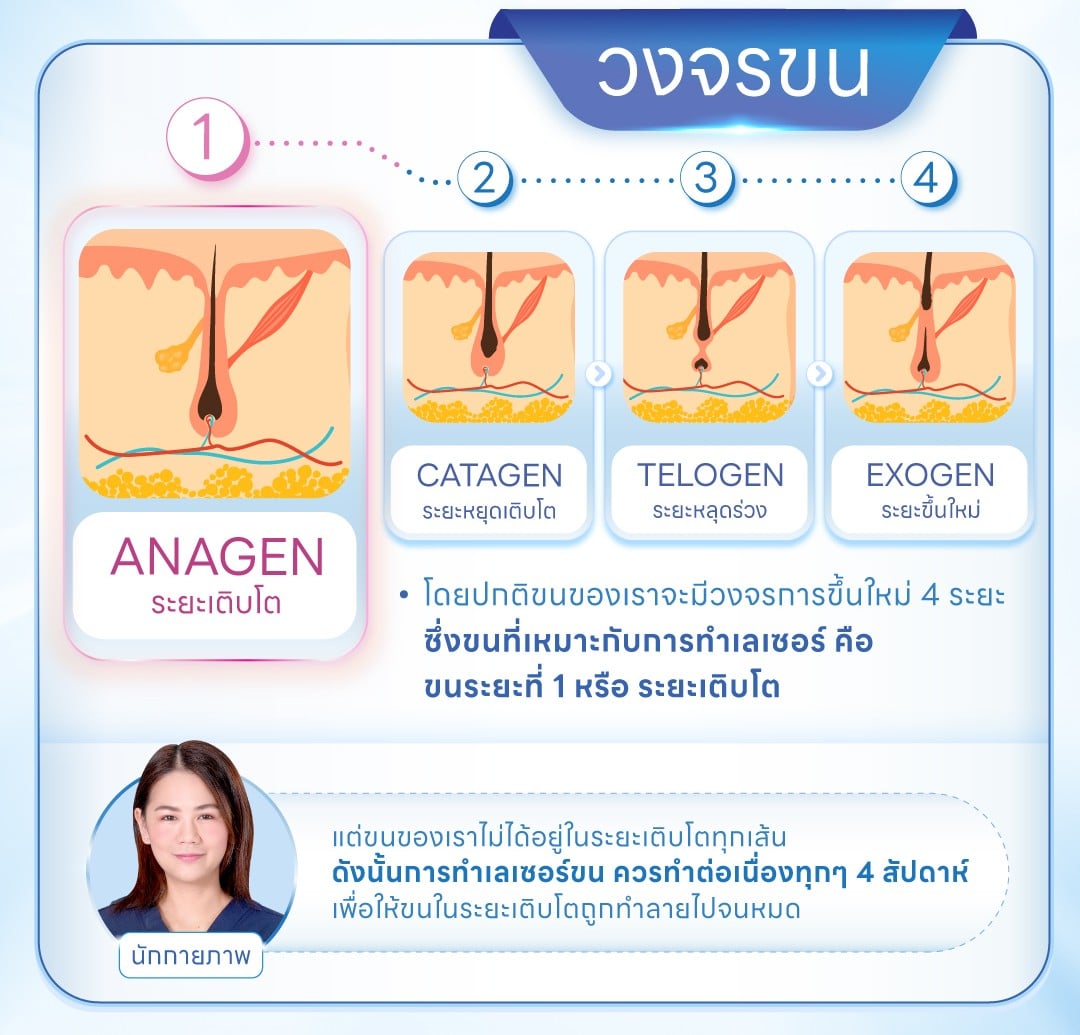 ระยะการเติบโตของขน