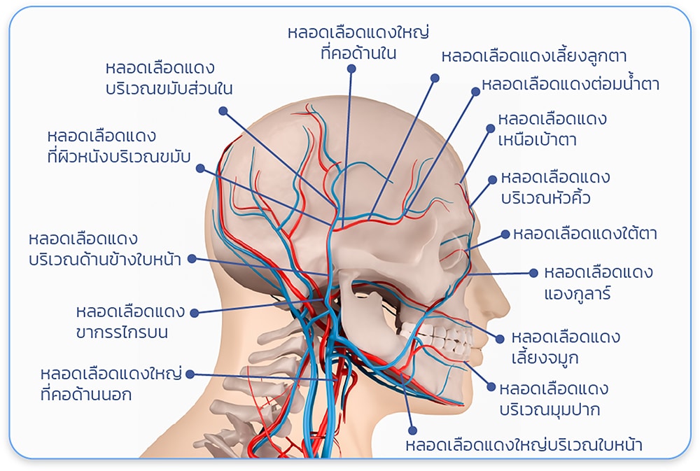 เส้นเลือดบนใบหน้า